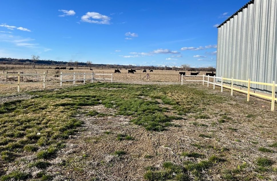 Yard covered in goatheads before using the Goathead Roller